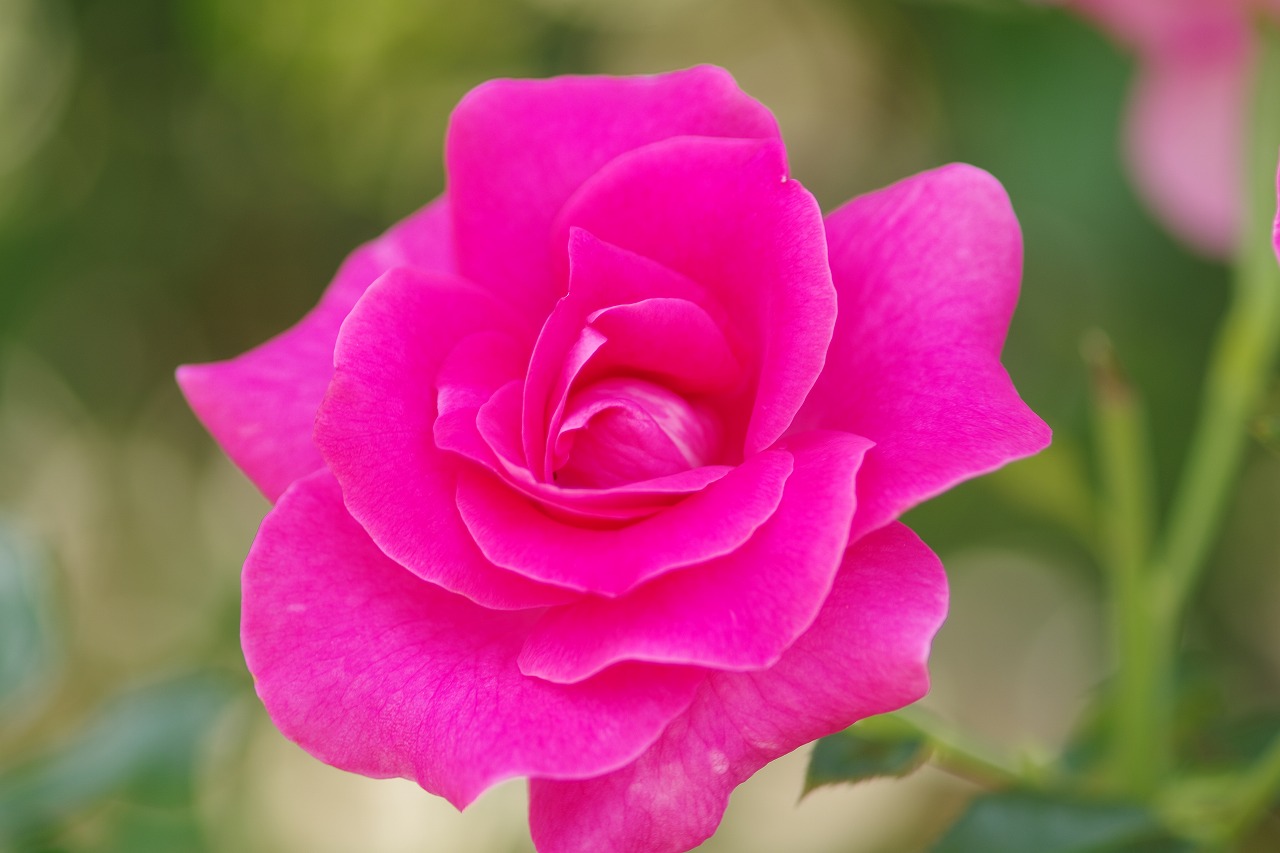 栃木県足利市のあしかがフラワーパークの花々