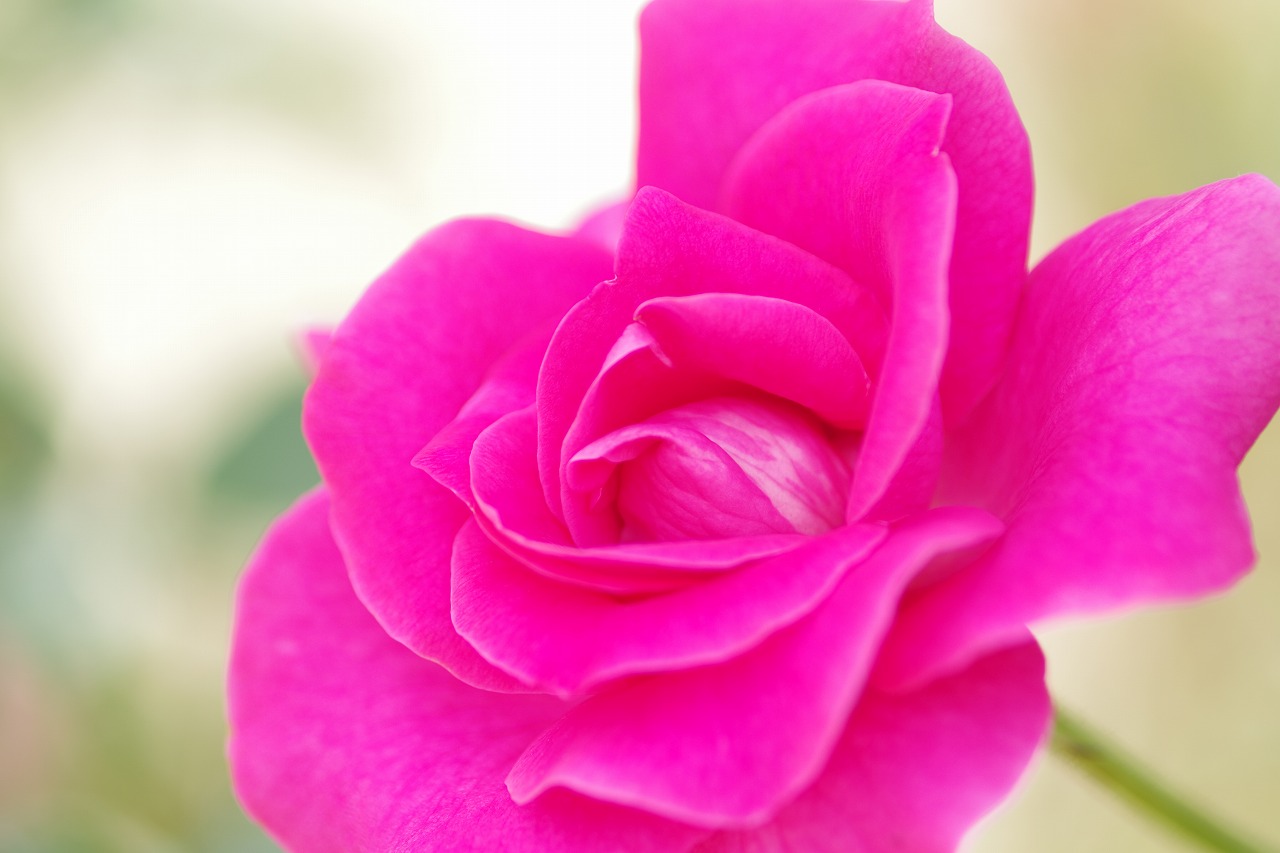 栃木県足利市のあしかがフラワーパークの花々