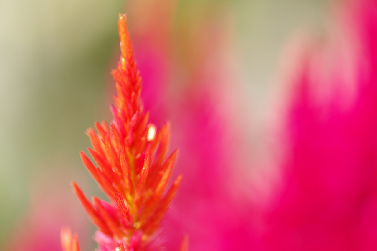 栃木県足利市のあしかがフラワーパークの花々
