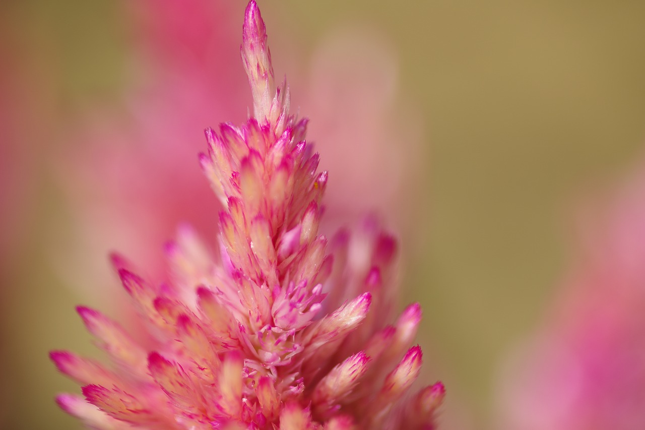 栃木県足利市のあしかがフラワーパークの花々
