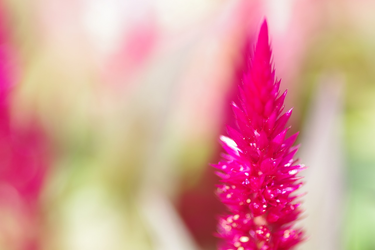 栃木県足利市のあしかがフラワーパークの花々