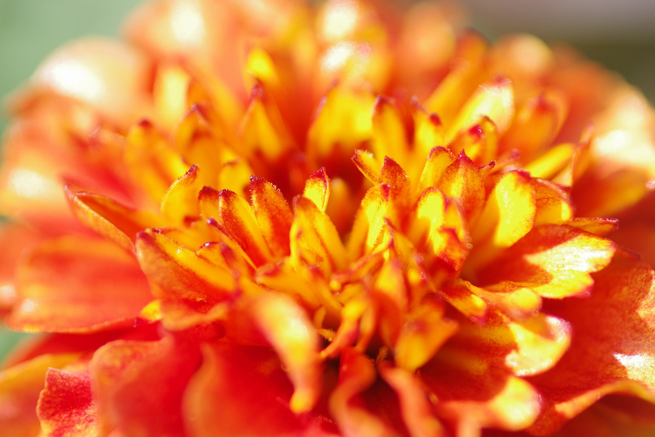 栃木県足利市のあしかがフラワーパークの花々