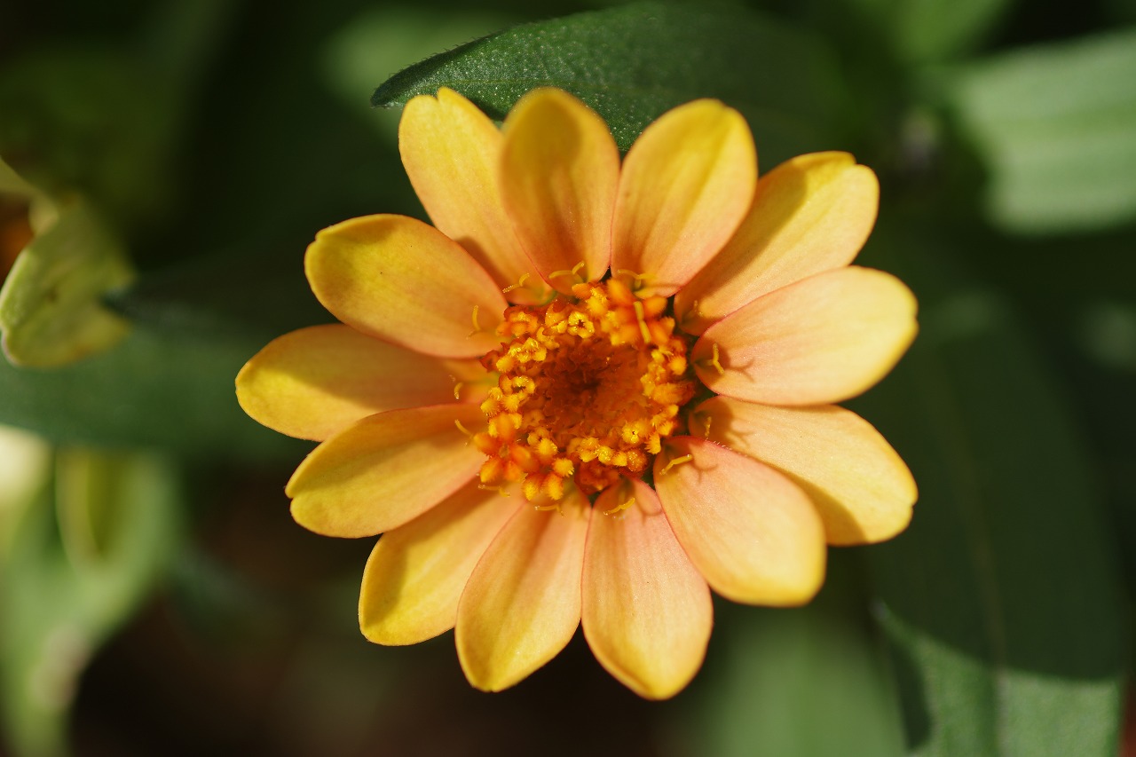 栃木県足利市のあしかがフラワーパークの花々