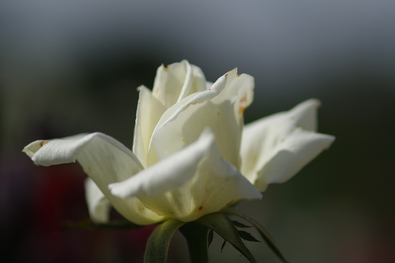栃木県足利市のあしかがフラワーパークの花々