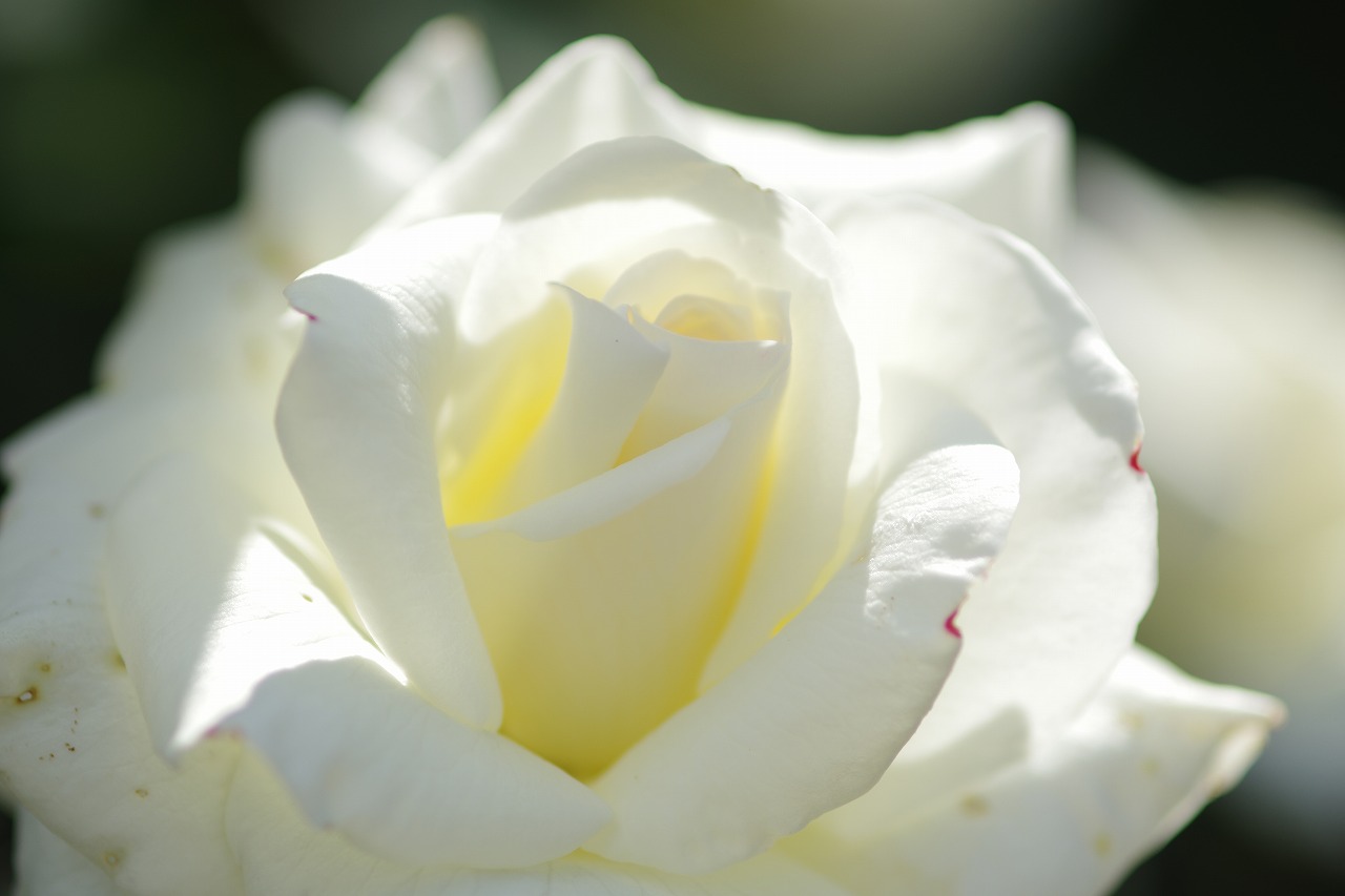 栃木県足利市のあしかがフラワーパークの花々