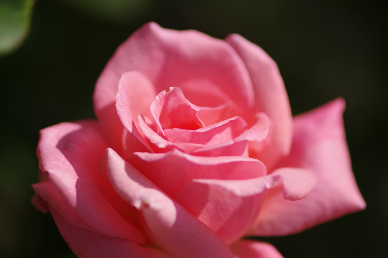 栃木県足利市のあしかがフラワーパークの花々