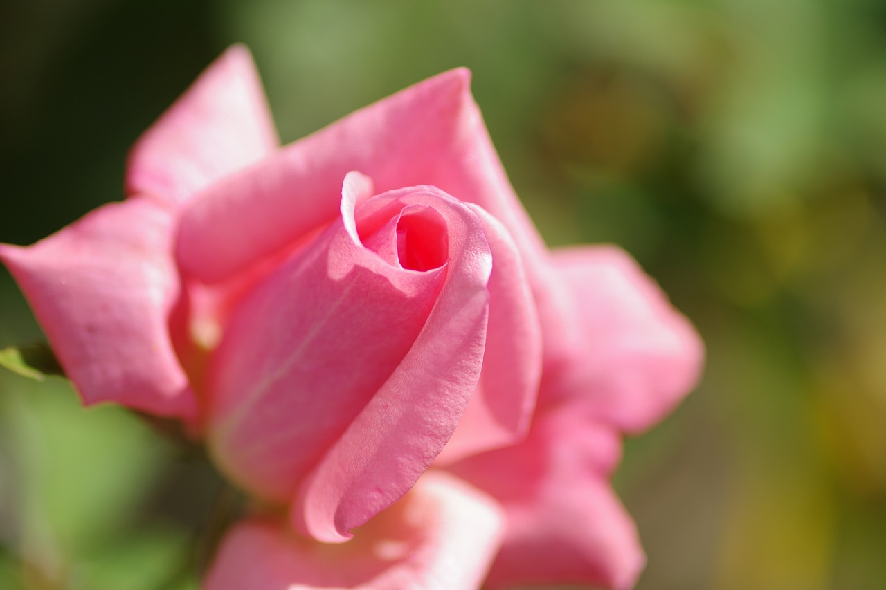 栃木県足利市のあしかがフラワーパークの花々