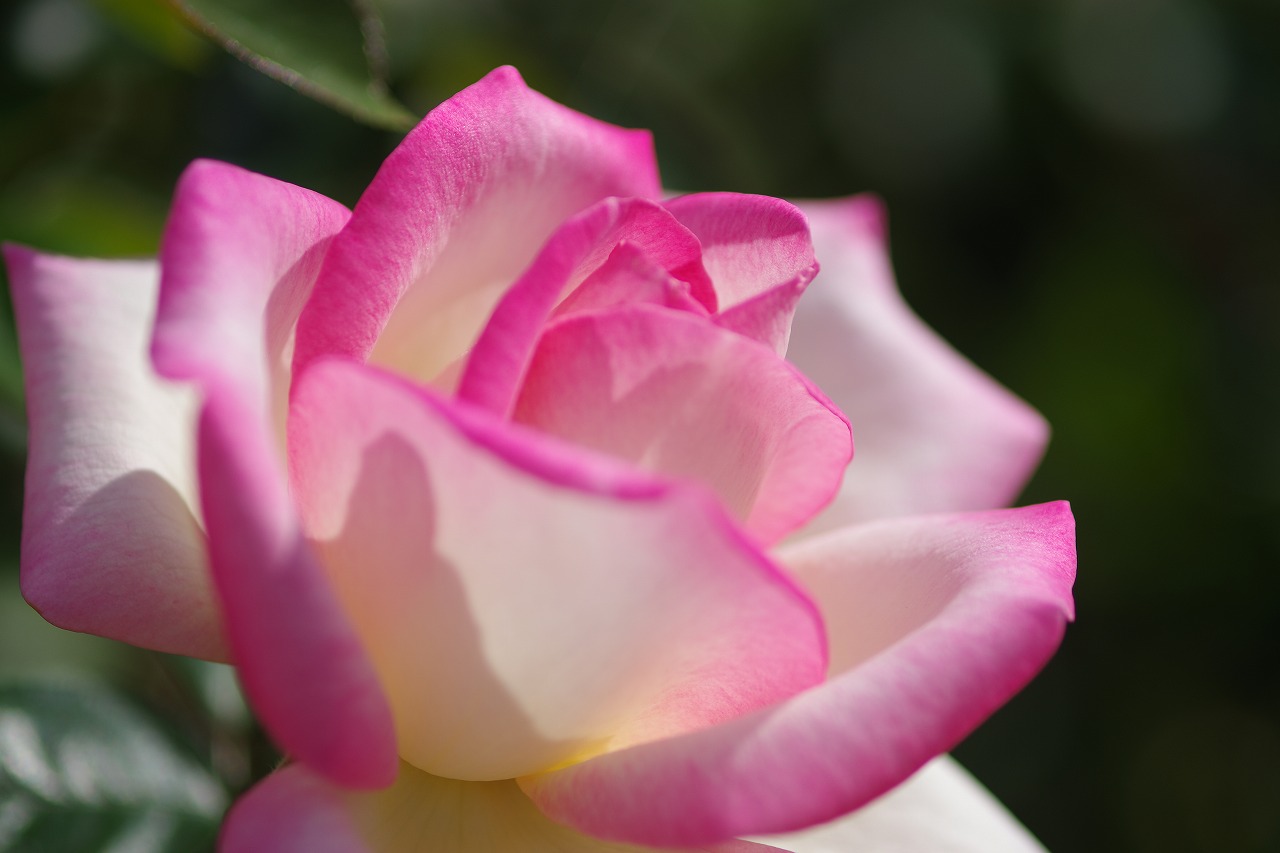 栃木県足利市のあしかがフラワーパークの花々