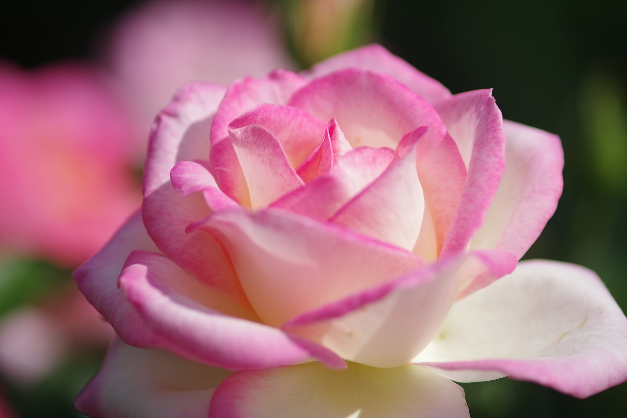 栃木県足利市のあしかがフラワーパークの花々