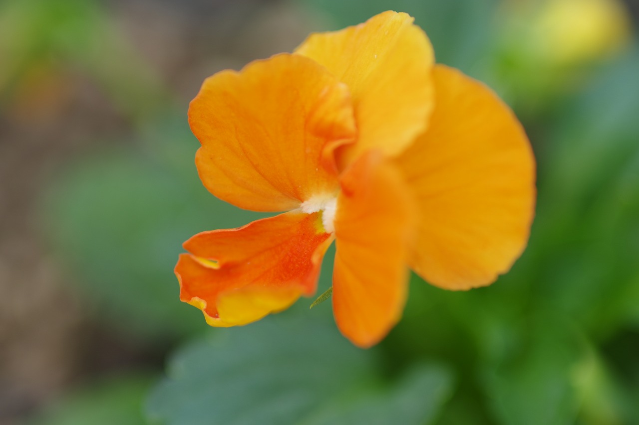 栃木県足利市のあしかがフラワーパークの花々