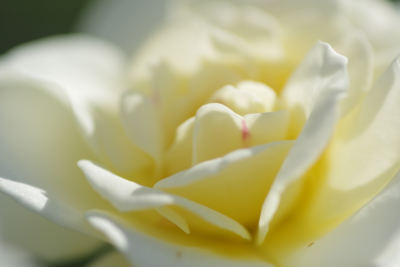栃木県足利市のあしかがフラワーパークの花々