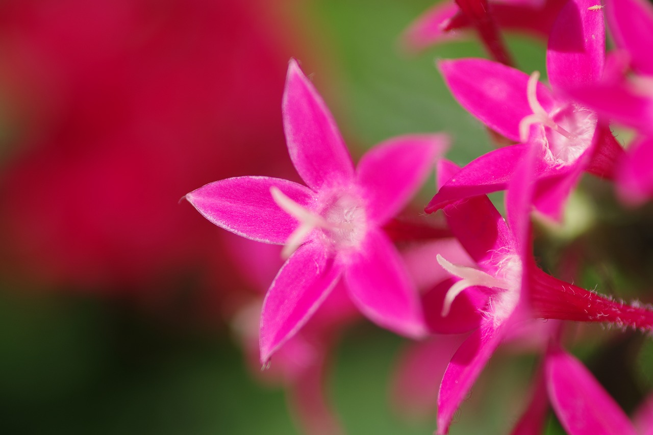 栃木県足利市のあしかがフラワーパークの花々