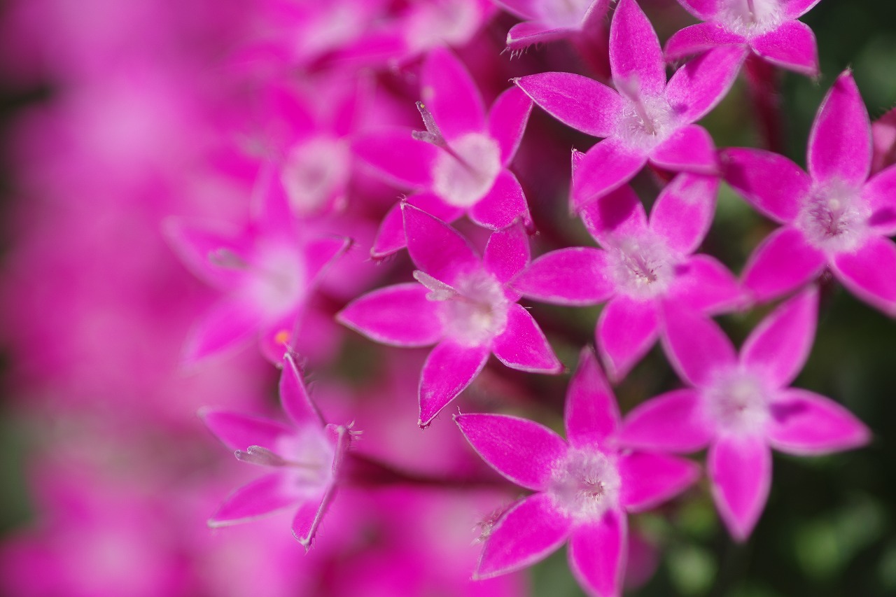 栃木県足利市のあしかがフラワーパークの花々
