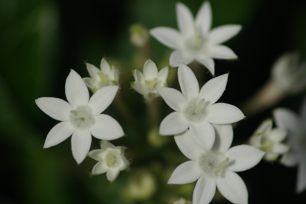 栃木県足利市のあしかがフラワーパークの花々