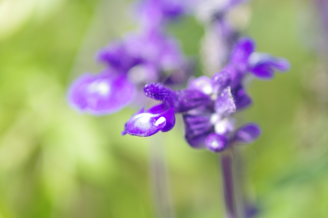 栃木県足利市のあしかがフラワーパークの花々