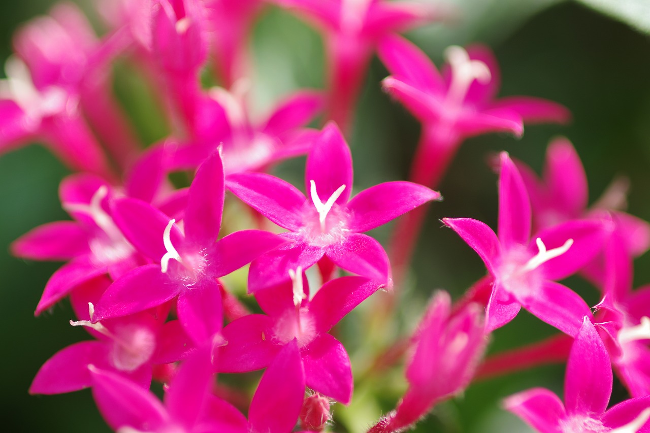 栃木県足利市のあしかがフラワーパークの花々