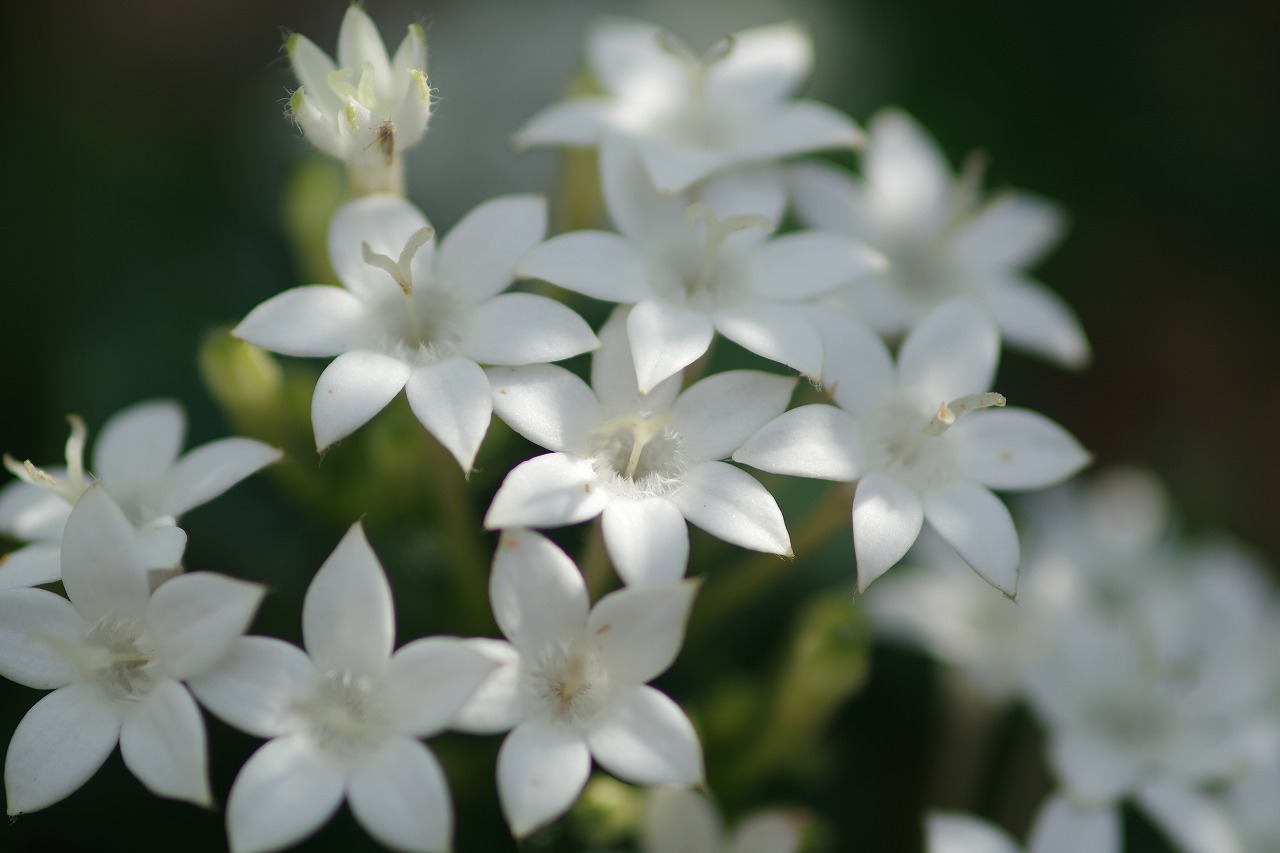 栃木県足利市のあしかがフラワーパークの花々