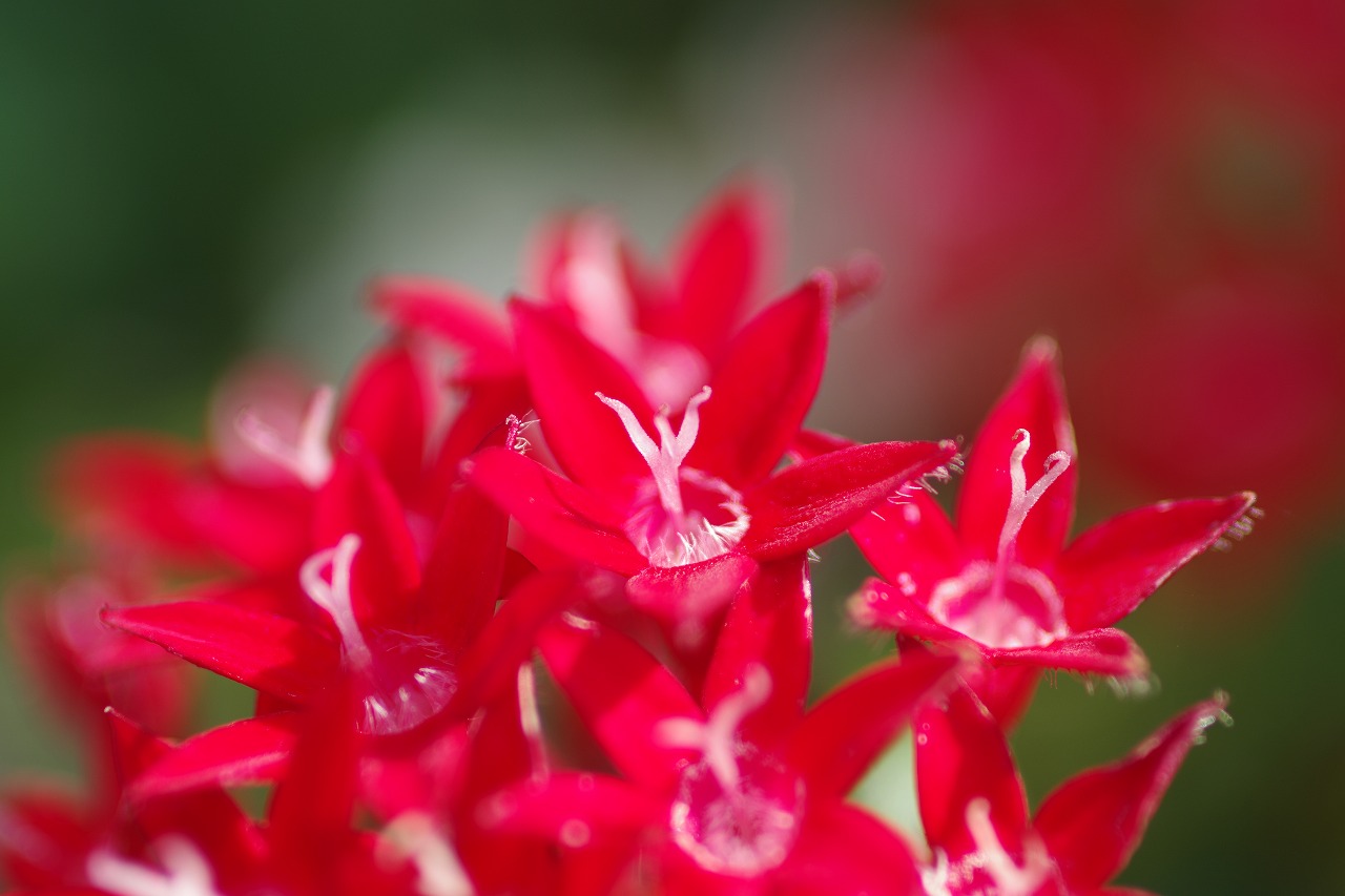 栃木県足利市のあしかがフラワーパークの花々