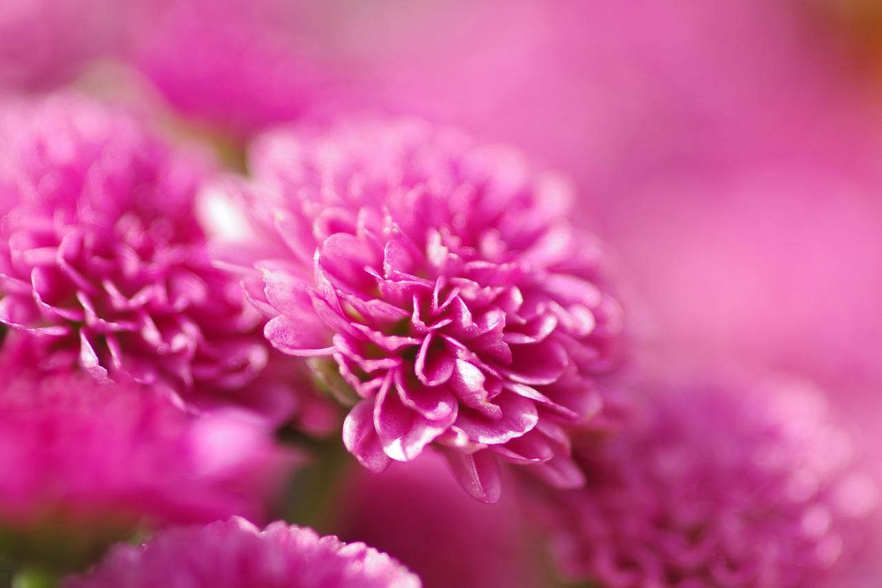 栃木県足利市のあしかがフラワーパークの花々
