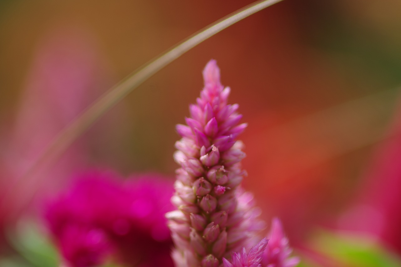 栃木県足利市のあしかがフラワーパークの花々
