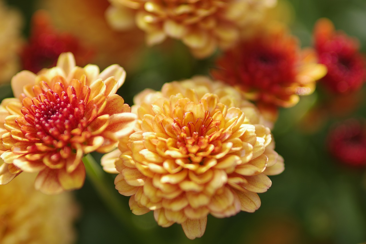 栃木県足利市のあしかがフラワーパークの花々