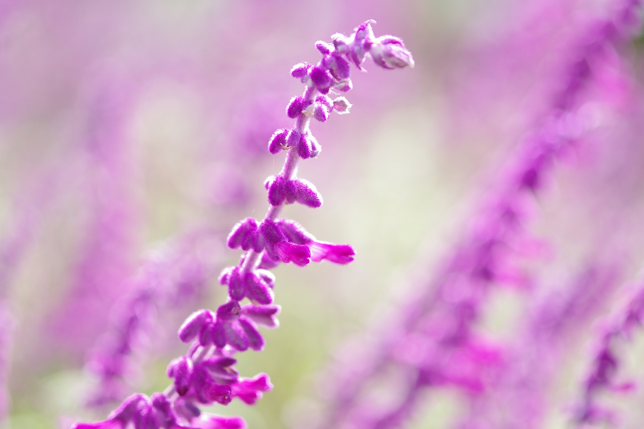 栃木県足利市のあしかがフラワーパークの花々