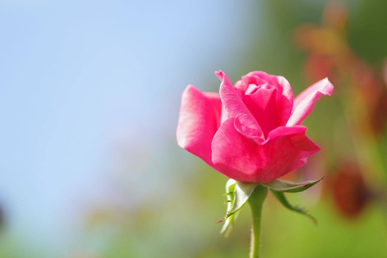 栃木県足利市のあしかがフラワーパークの花々