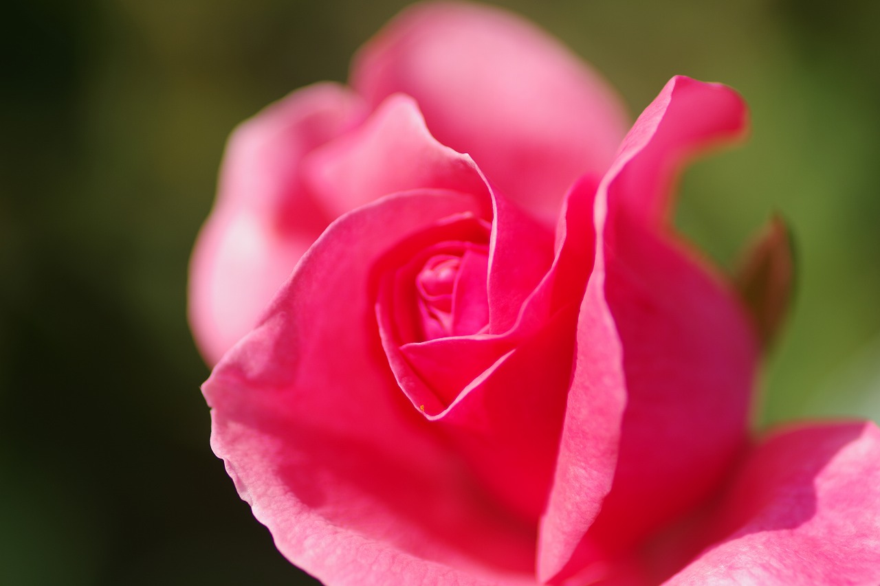 栃木県足利市のあしかがフラワーパークの花々