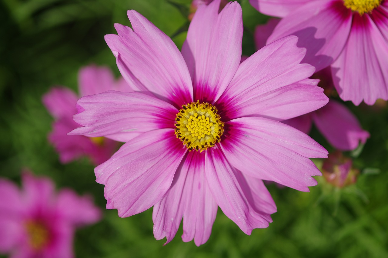 栃木県足利市のあしかがフラワーパークの花々