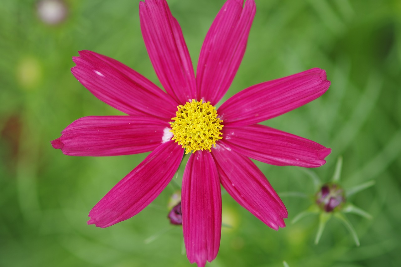 栃木県足利市のあしかがフラワーパークの花々