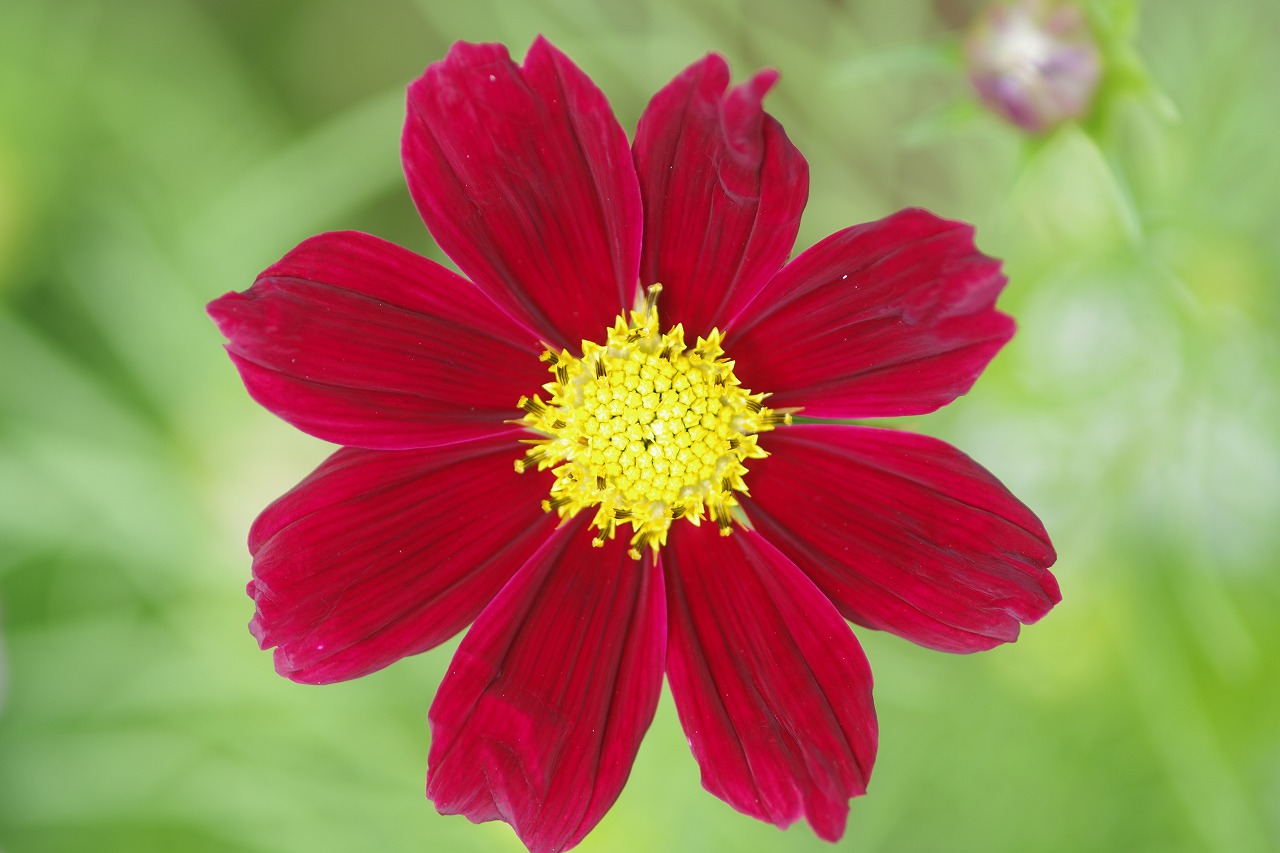栃木県足利市のあしかがフラワーパークの花々