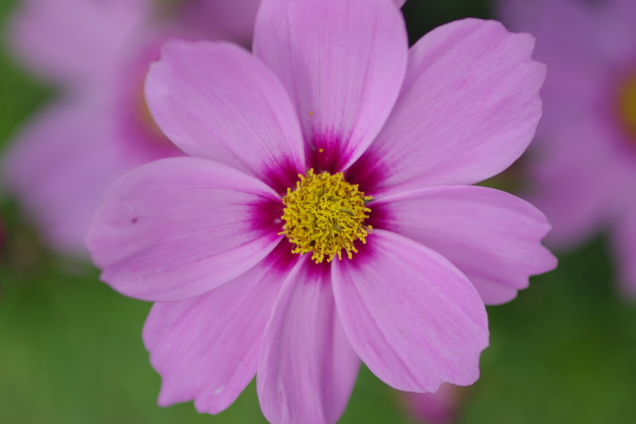 栃木県足利市のあしかがフラワーパークの花々