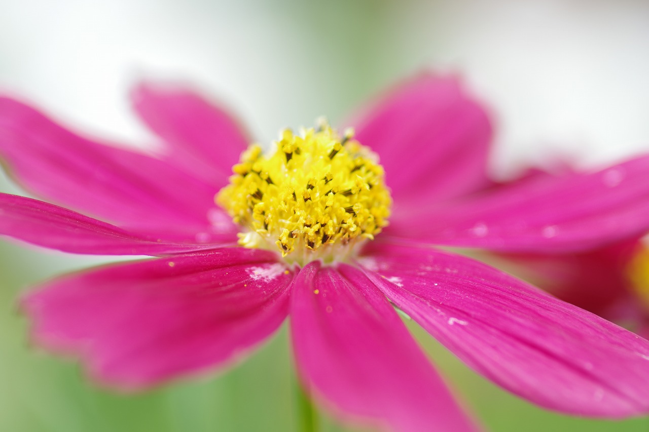 栃木県足利市のあしかがフラワーパークの花々