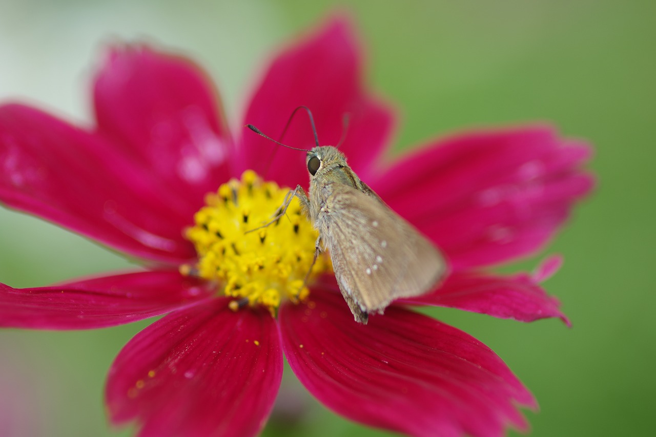 栃木県足利市のあしかがフラワーパークの花々