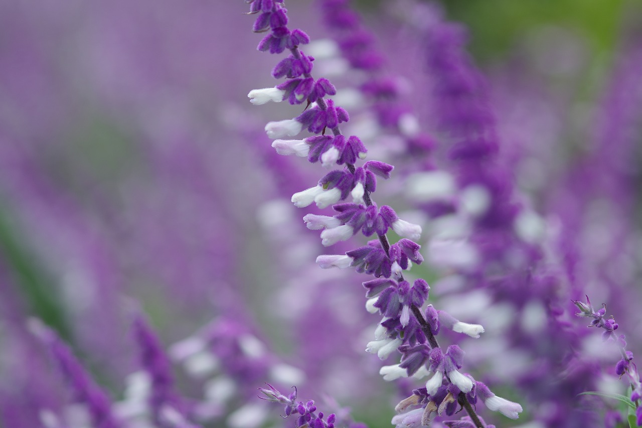 栃木県足利市のあしかがフラワーパークの花々
