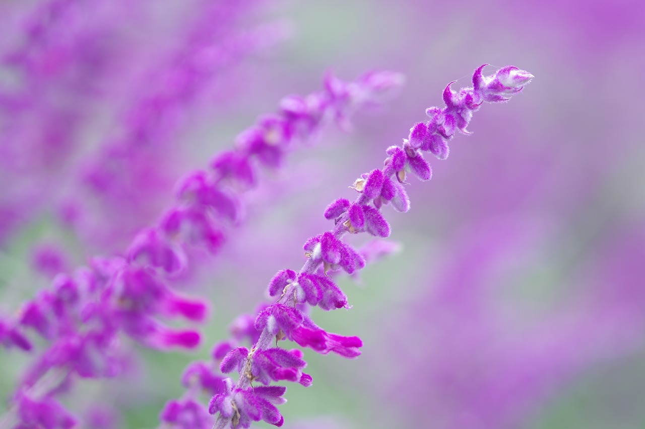 栃木県足利市のあしかがフラワーパークの花々