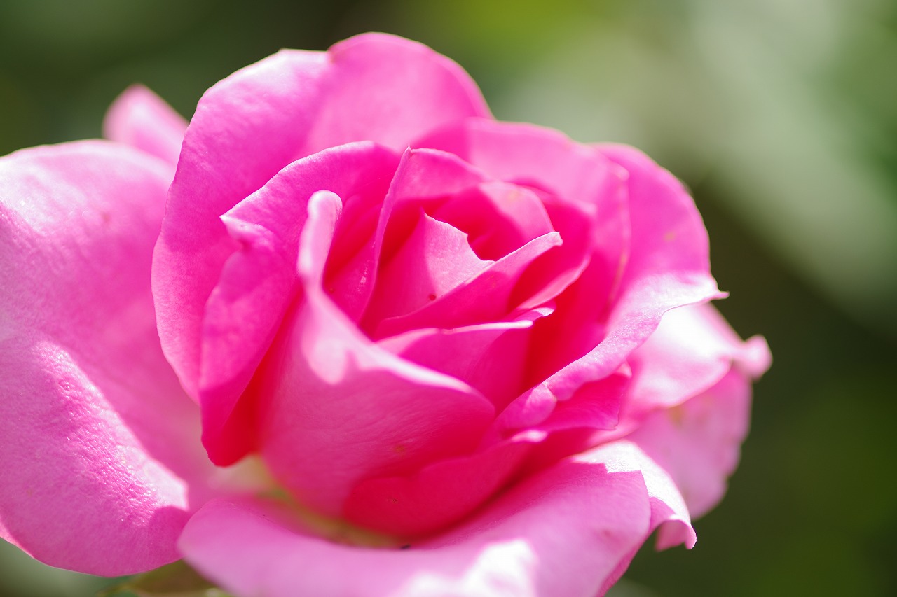 栃木県足利市のあしかがフラワーパークの花々