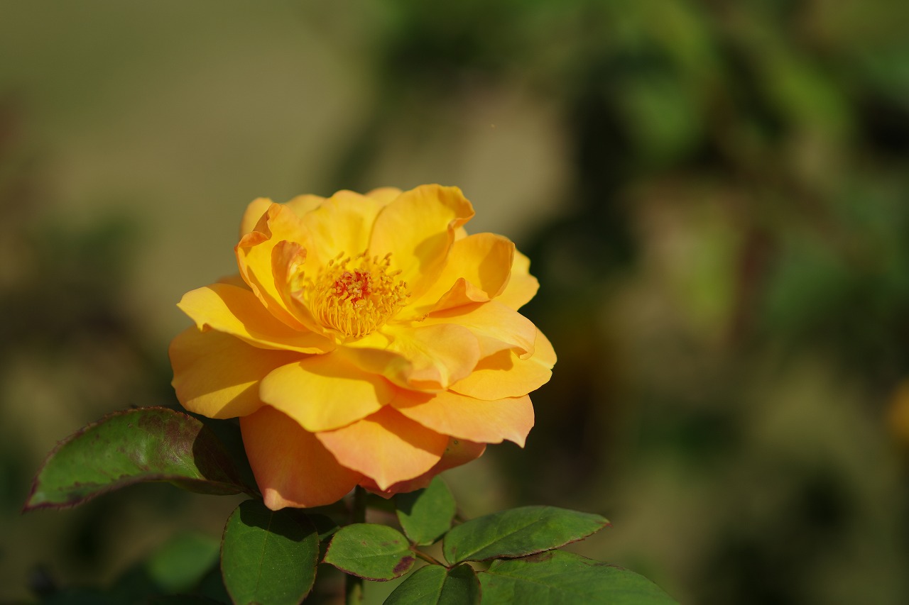 栃木県足利市のあしかがフラワーパークの花々