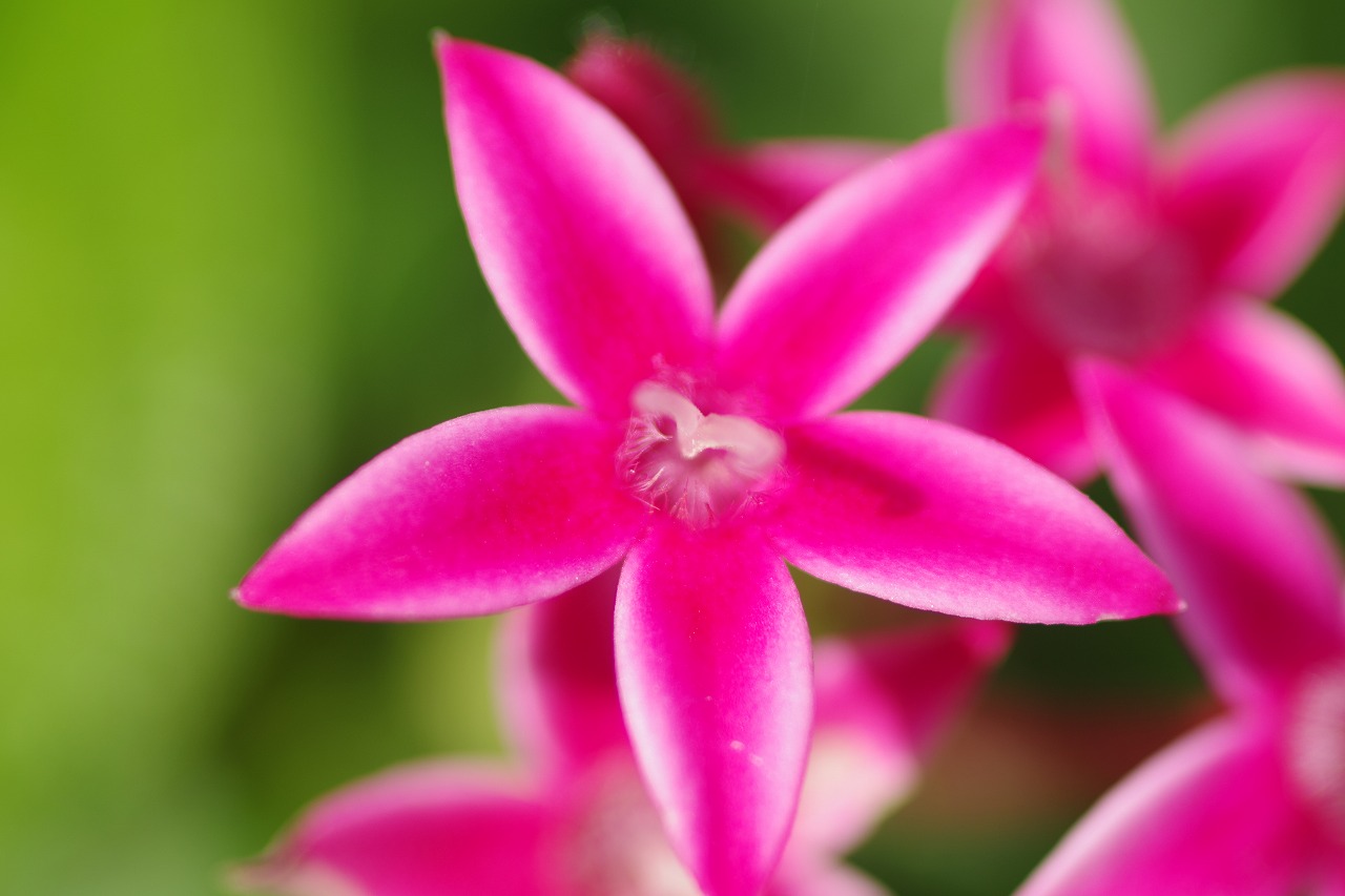 栃木県足利市のあしかがフラワーパークの花々