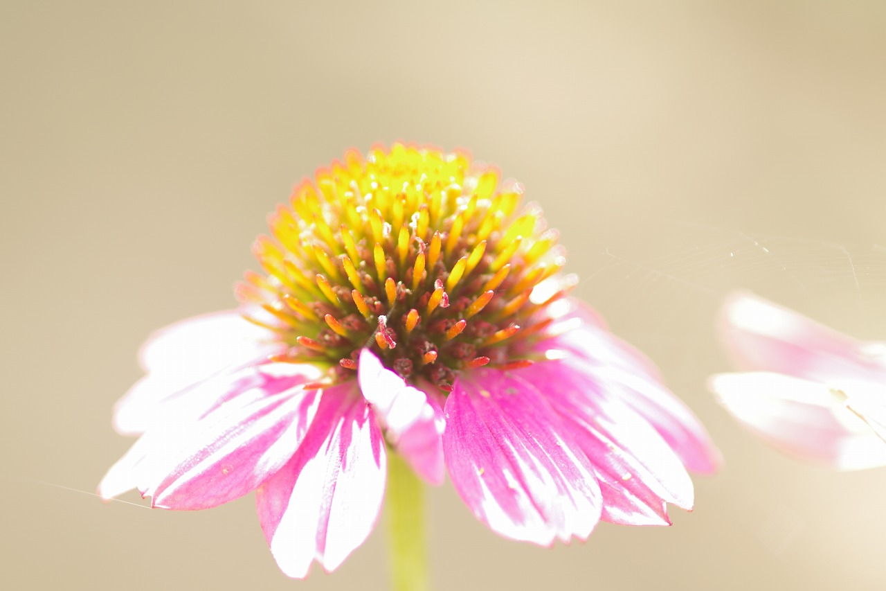 栃木県足利市のあしかがフラワーパークの花々
