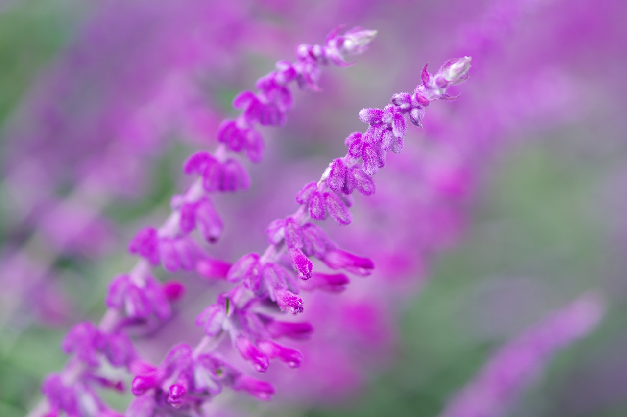 栃木県足利市のあしかがフラワーパークの花々