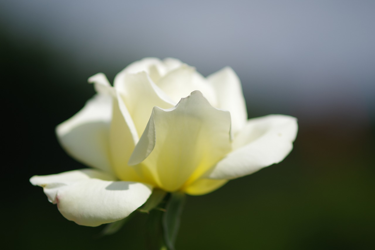 栃木県足利市のあしかがフラワーパークの花々