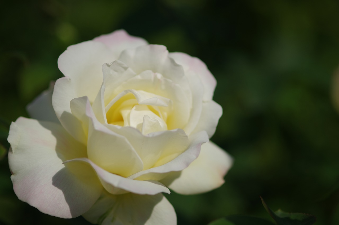 栃木県足利市のあしかがフラワーパークの花々