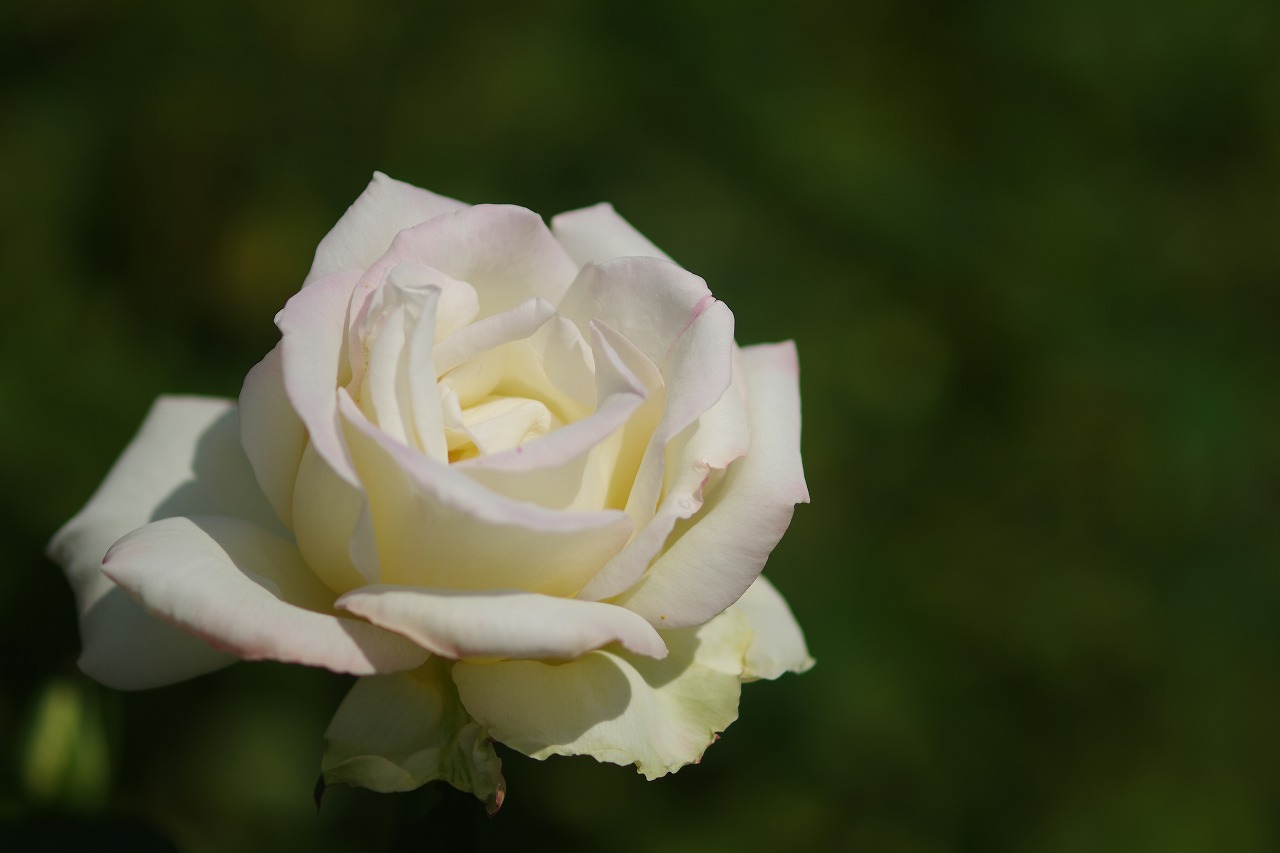 栃木県足利市のあしかがフラワーパークの花々