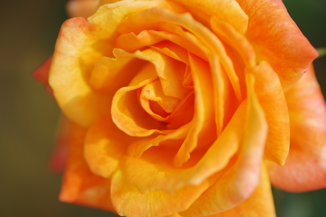 栃木県足利市のあしかがフラワーパークの花々