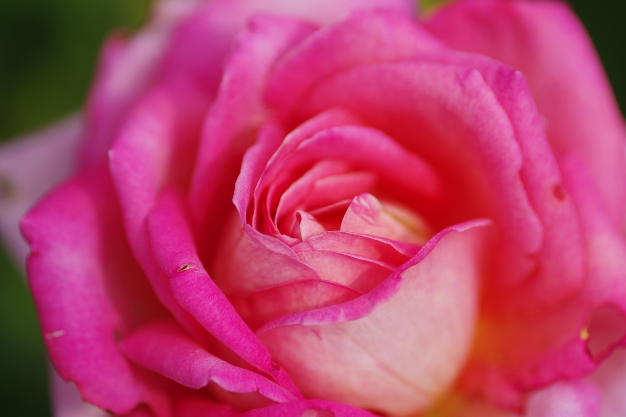栃木県足利市のあしかがフラワーパークの花々