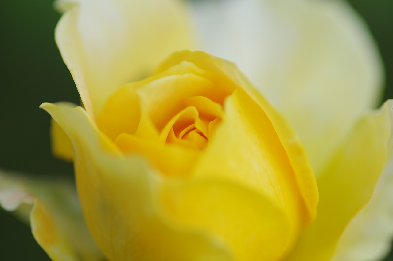 栃木県足利市のあしかがフラワーパークの花々