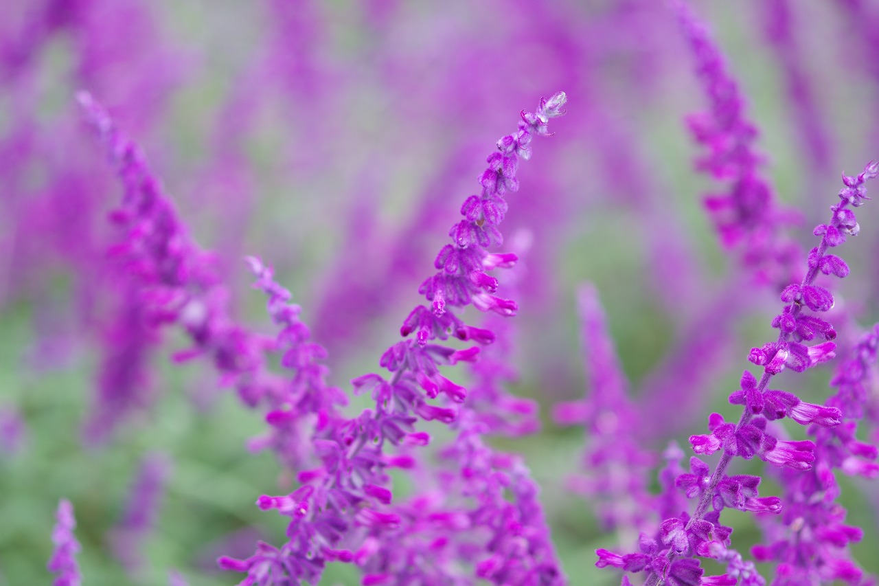 栃木県足利市のあしかがフラワーパークの花々