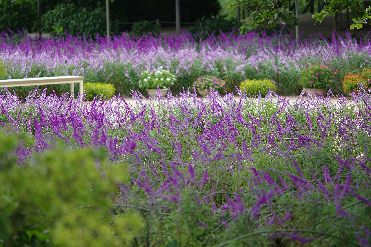 栃木県足利市のあしかがフラワーパークの花々