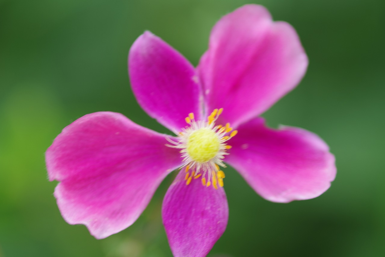 栃木県足利市のあしかがフラワーパークの花々